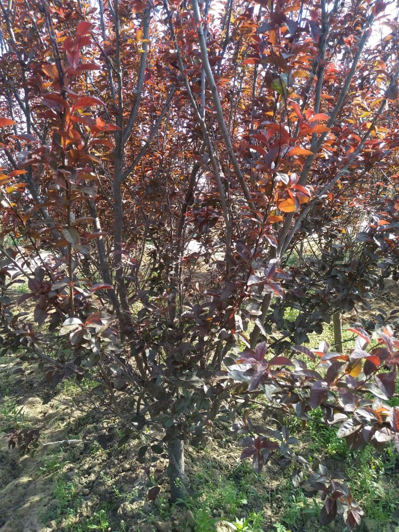 中华太阳李树