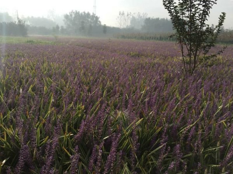 沭阳大型金边麦冬种植基地大量销售中，求购金边麦冬苗木