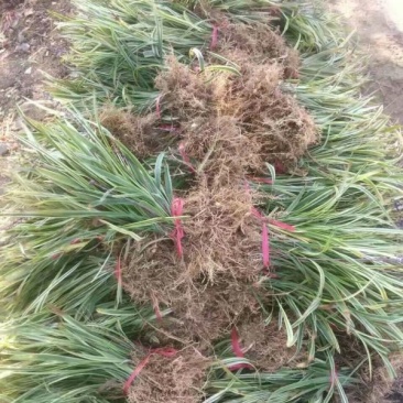 沭阳大型金边麦冬种植基地大量销售中，求购金边麦冬苗木