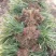 沭阳大型金边麦冬种植基地大量销售中，求购金边麦冬苗木
