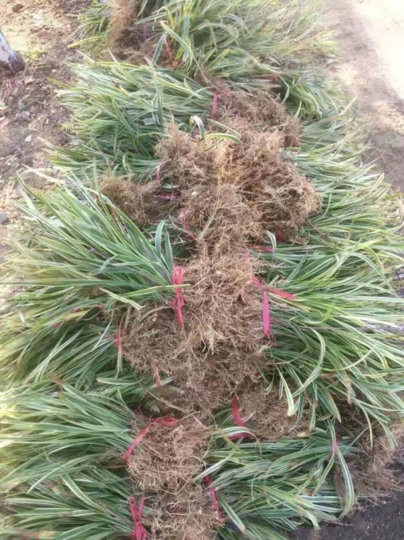 沭阳大型金边麦冬种植基地大量销售中，求购金边麦冬苗木