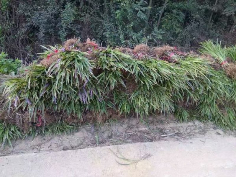 沭阳大型金边麦冬种植基地大量销售中，求购金边麦冬苗木