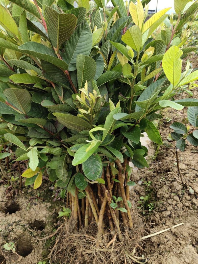 番石榴苗50~80cm