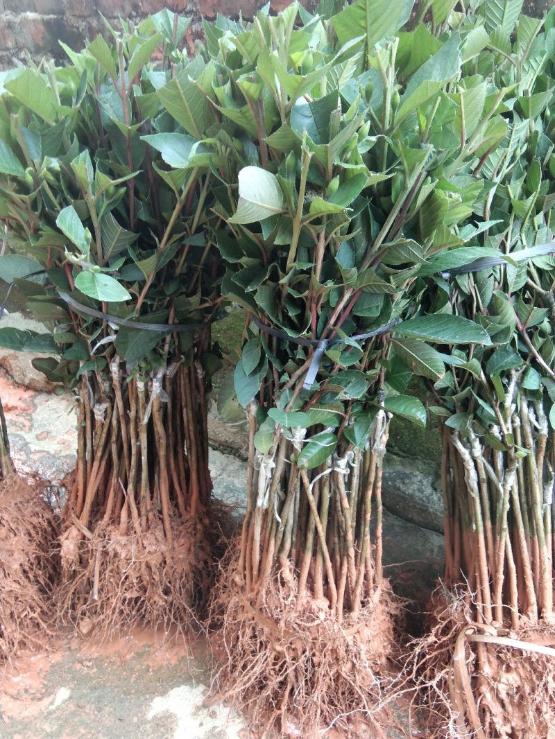 番石榴苗50~80cm