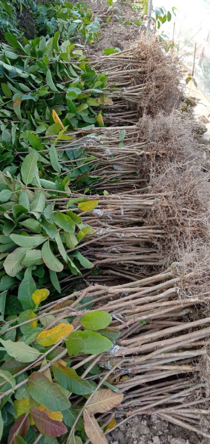 番石榴苗50~80cm