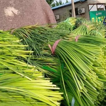 红帽蒜薹。今天价格0.8--1.4一斤价格真便宜