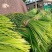 红帽蒜薹。今天价格0.8--1.4一斤价格真便宜