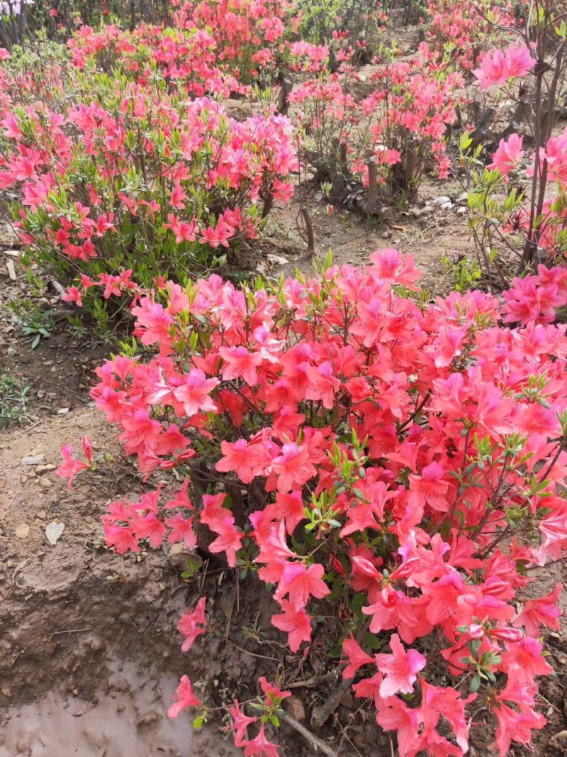 杜鹃。(映山红)，生长在大山里面。被称为花后。好种好看，