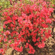 杜鹃。(映山红)，生长在大山里面。被称为花后。好种好看，
