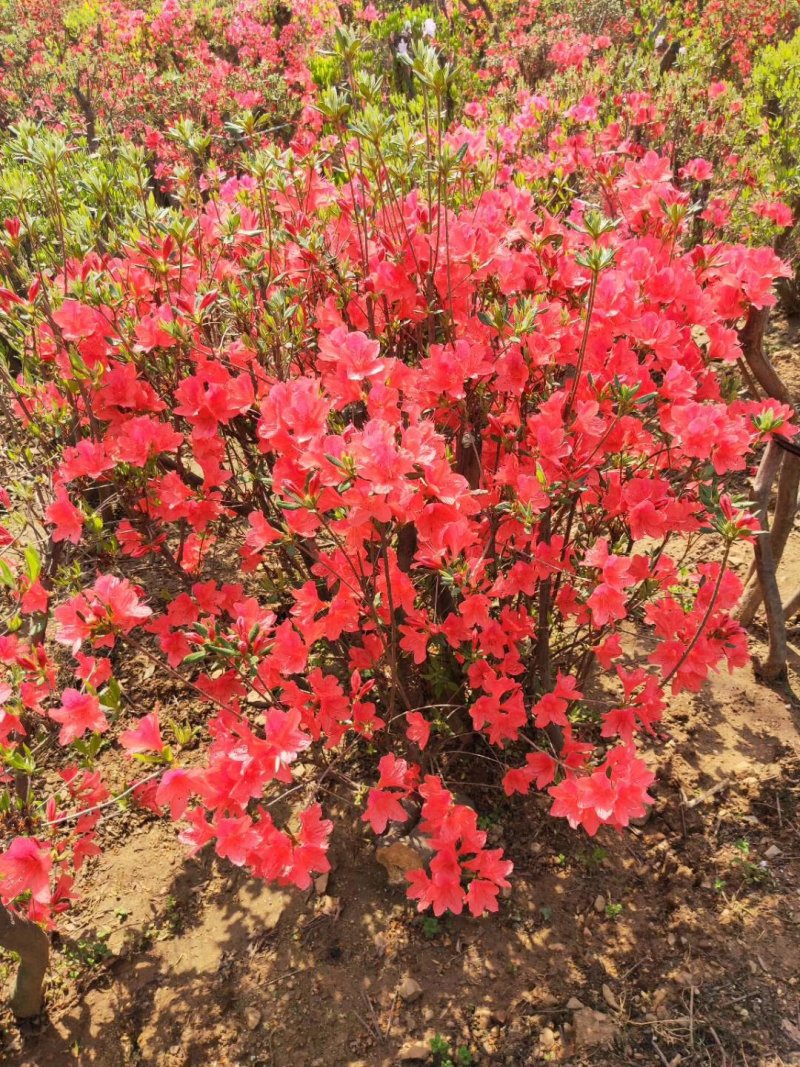 杜鹃。(映山红)，生长在大山里面。被称为花后。好种好看，