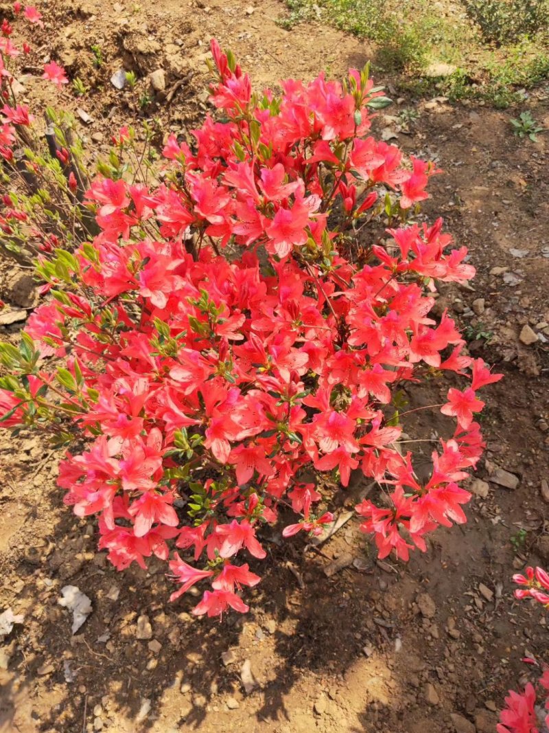 杜鹃。(映山红)，生长在大山里面。被称为花后。好种好看，