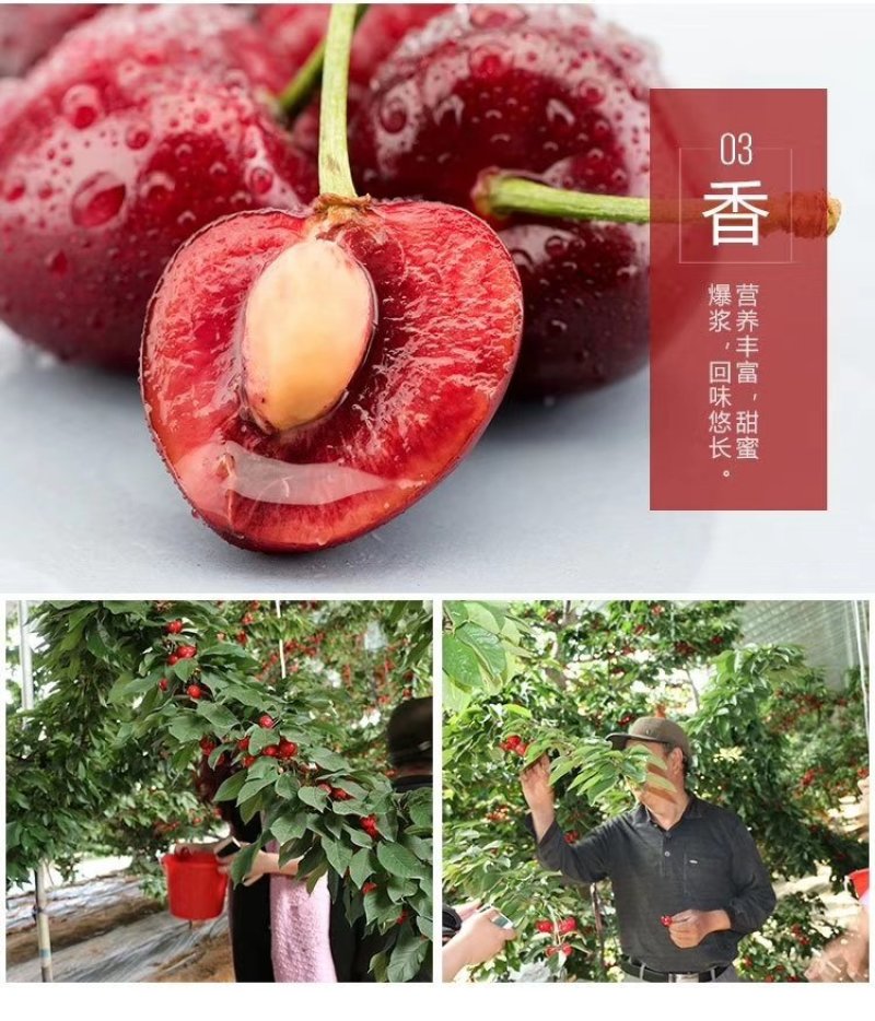 大樱桃