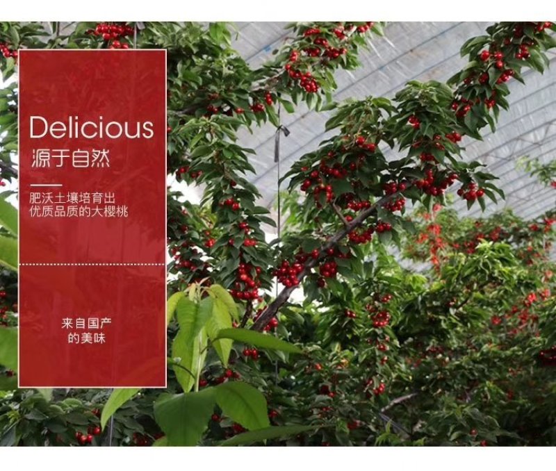 大樱桃