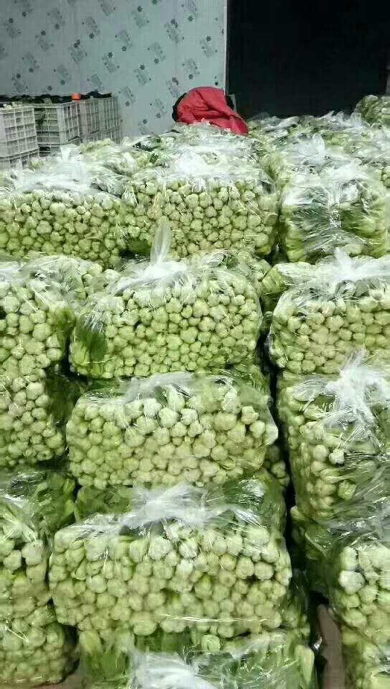 精品上海青油菜一手货源基地直发质量保障可视频看货欢迎来电