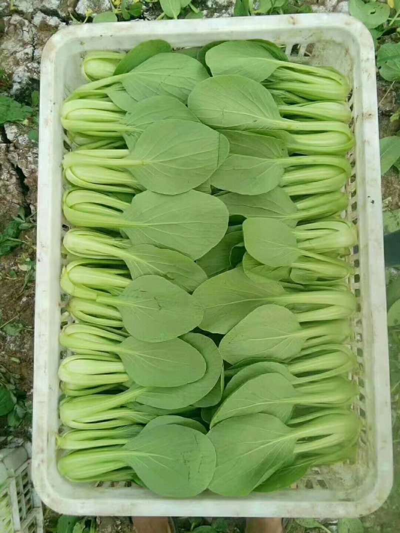 精品上海青油菜一手货源基地直发质量保障可视频看货欢迎来电