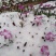 全国**的欧石竹芝樱花批发基地
