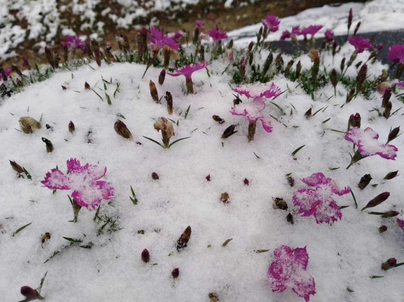 全国**的欧石竹芝樱花批发基地