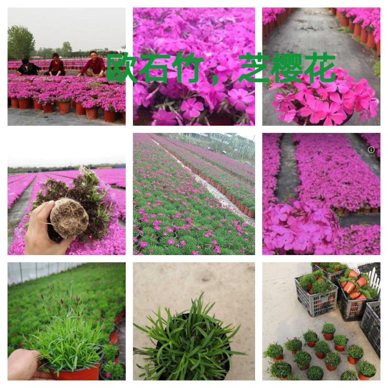 全国**的欧石竹芝樱花批发基地