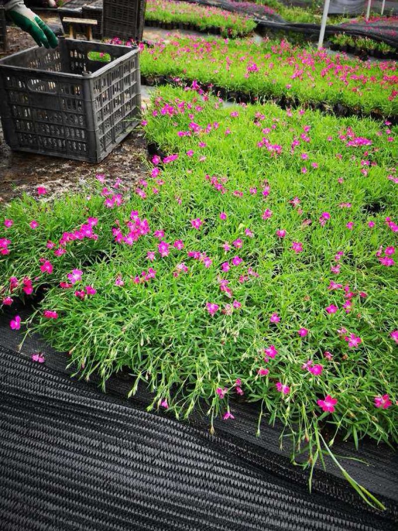 全国**的欧石竹芝樱花批发基地