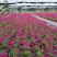 全国**的欧石竹芝樱花批发基地