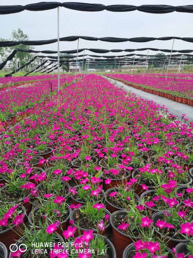 全国**的欧石竹芝樱花批发基地