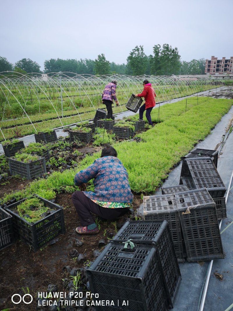 全国**的欧石竹芝樱花批发基地