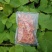 万峰湖野生河虾蒸熟风干虾开袋即食