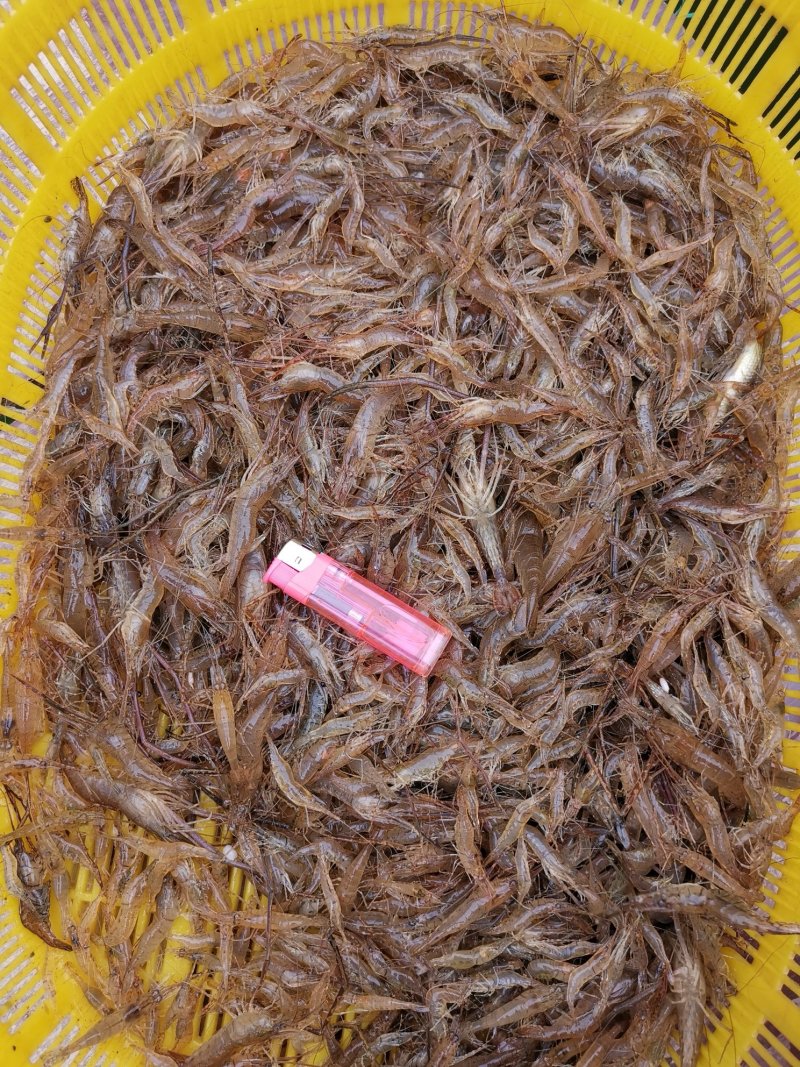 万峰湖野生河虾蒸熟风干虾开袋即食