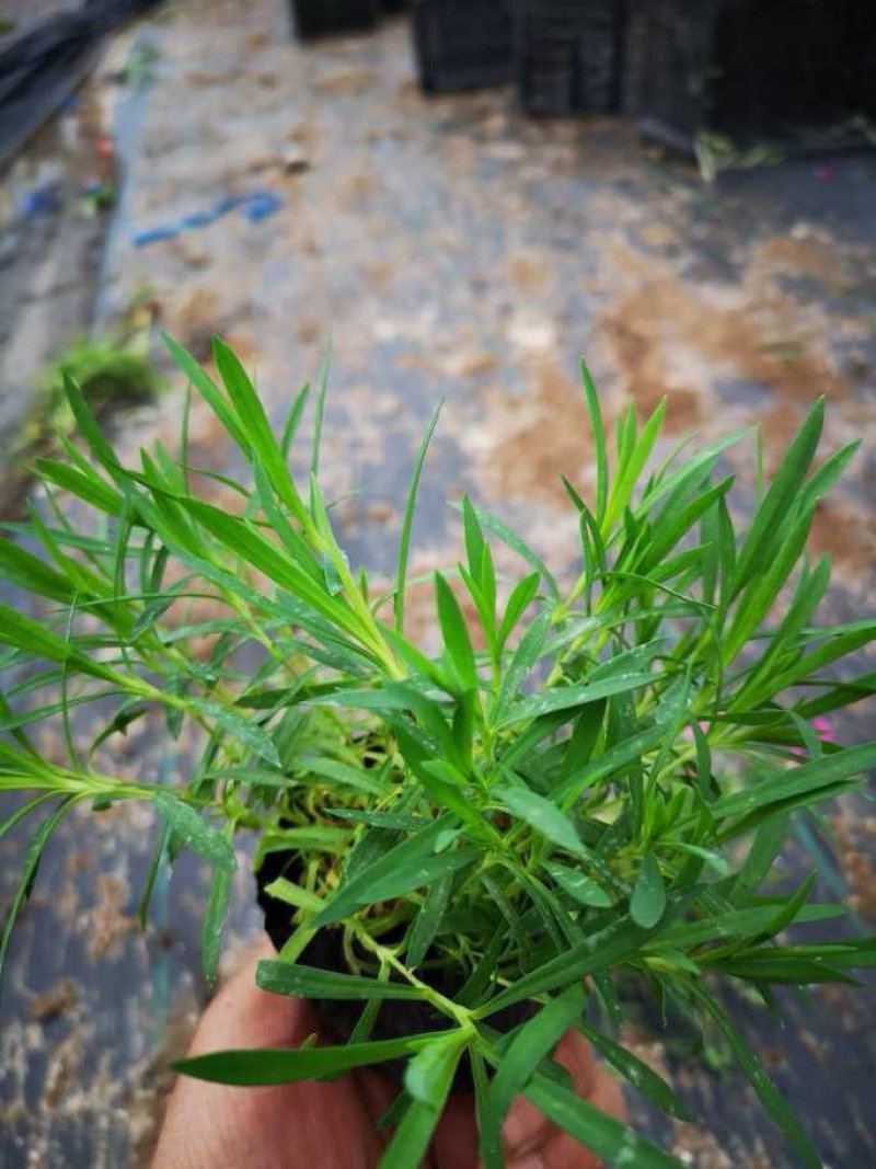 欧石竹