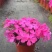 芝樱花