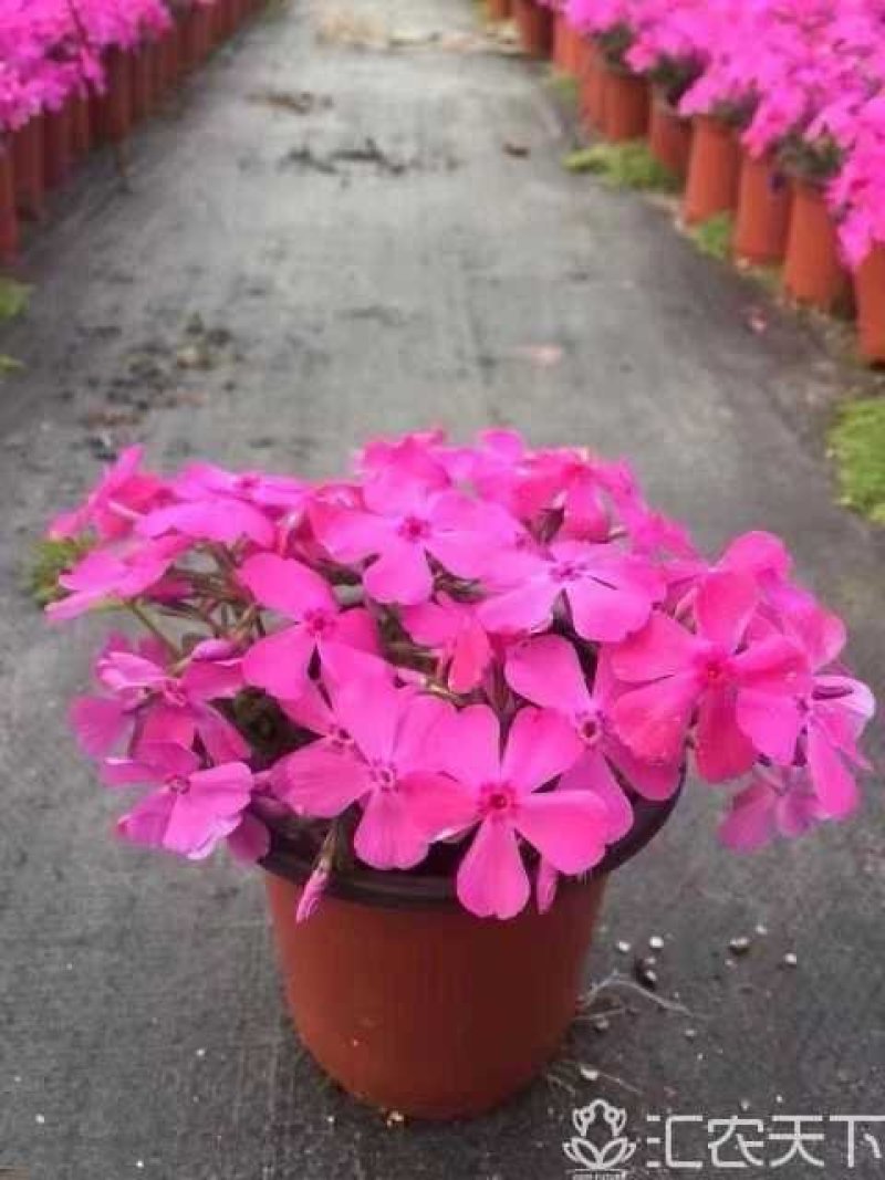 芝樱花