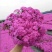 芝樱花