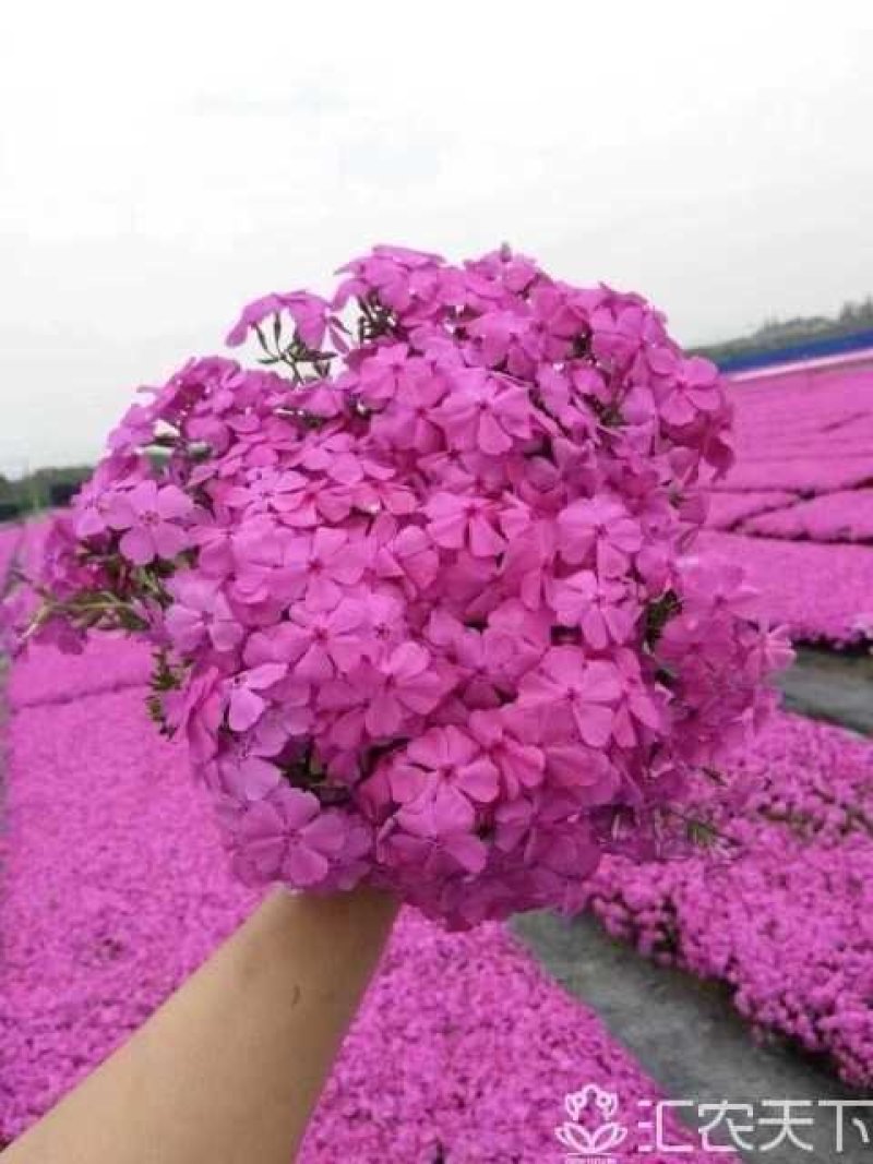 芝樱花