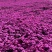 芝樱花