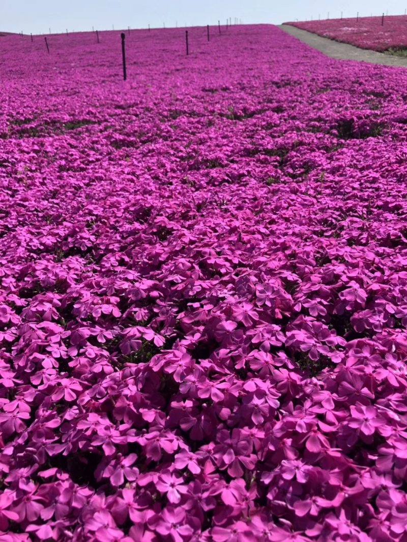 芝樱花