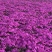 芝樱花