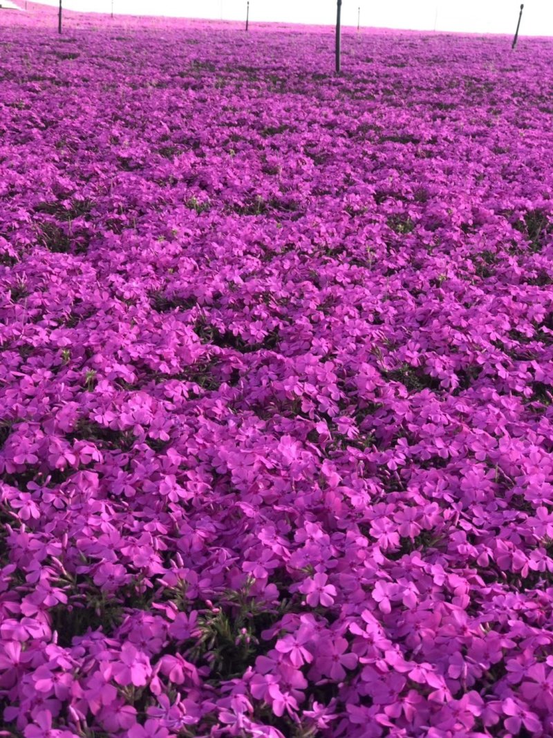 芝樱花
