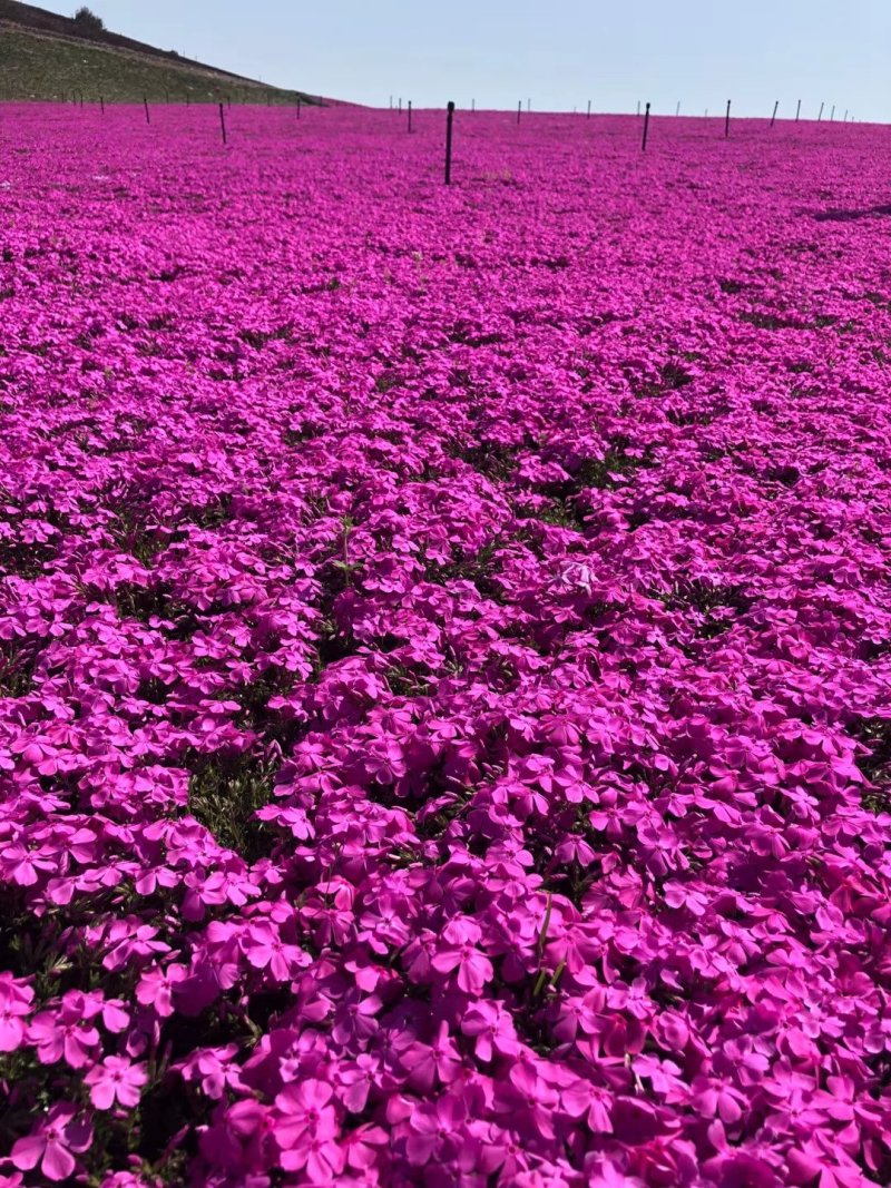 芝樱花