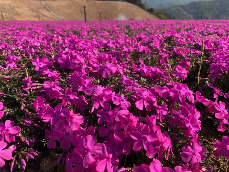 芝樱花
