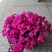 芝樱花