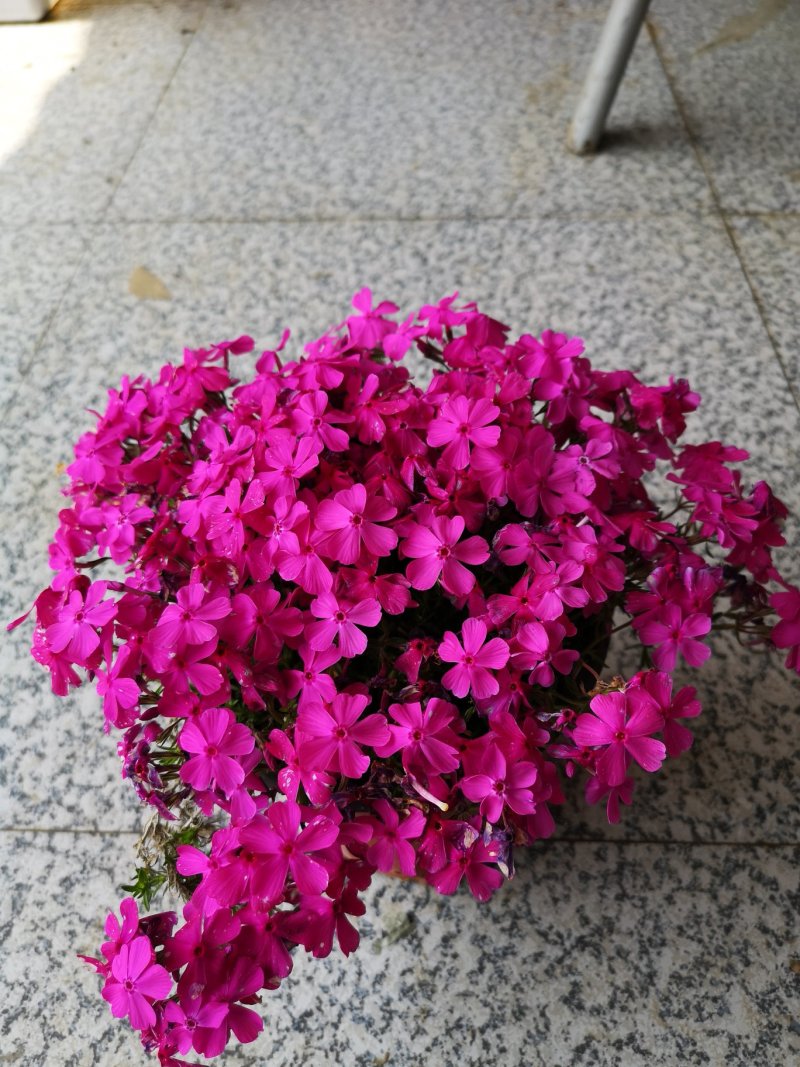芝樱花