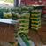 西瓜，特小凤西瓜，黄瓤，3斤打底，9成熟