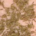 2019年新蒲公英种子