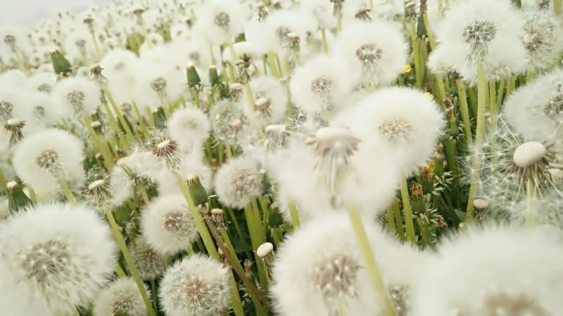 2019年新蒲公英种子