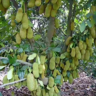 广西菠萝蜜苗正宗马来西亚一号海南菠萝蜜苗带泥发货包邮