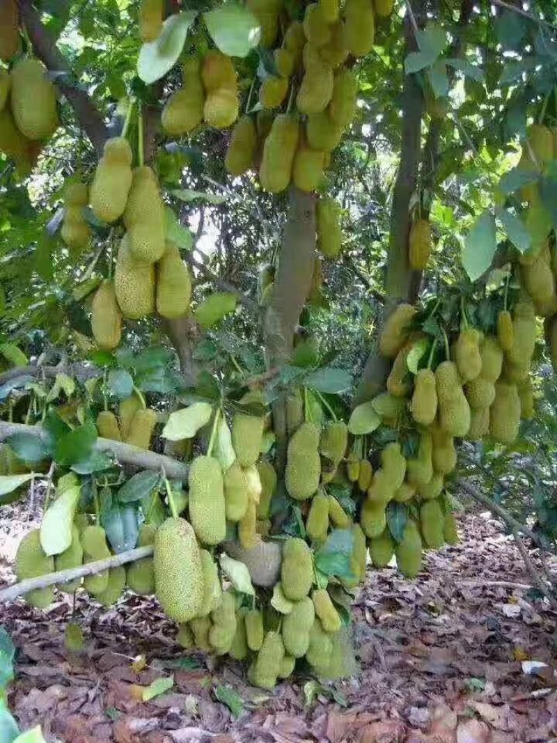 广西菠萝蜜苗正宗马来西亚一号海南菠萝蜜苗带泥发货包邮