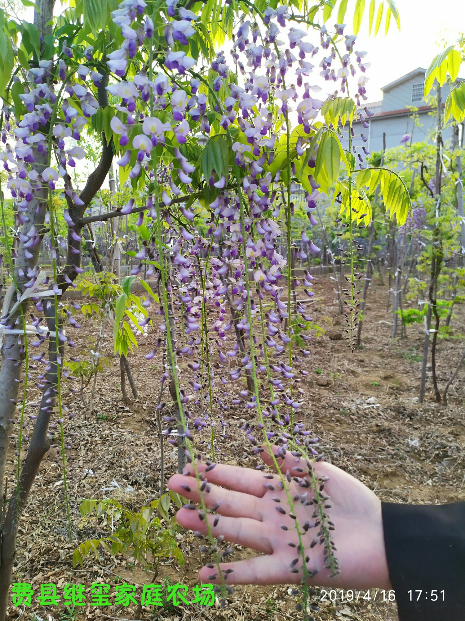 日本多花紫藤,长花穗紫藤.高杆0.5公分