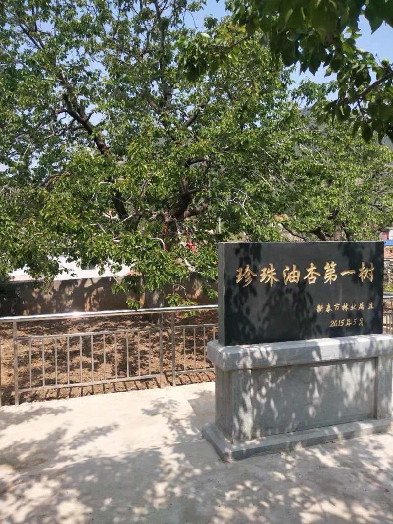 珍珠油杏树苗，提供技术指导，专家教授跟踪服务！