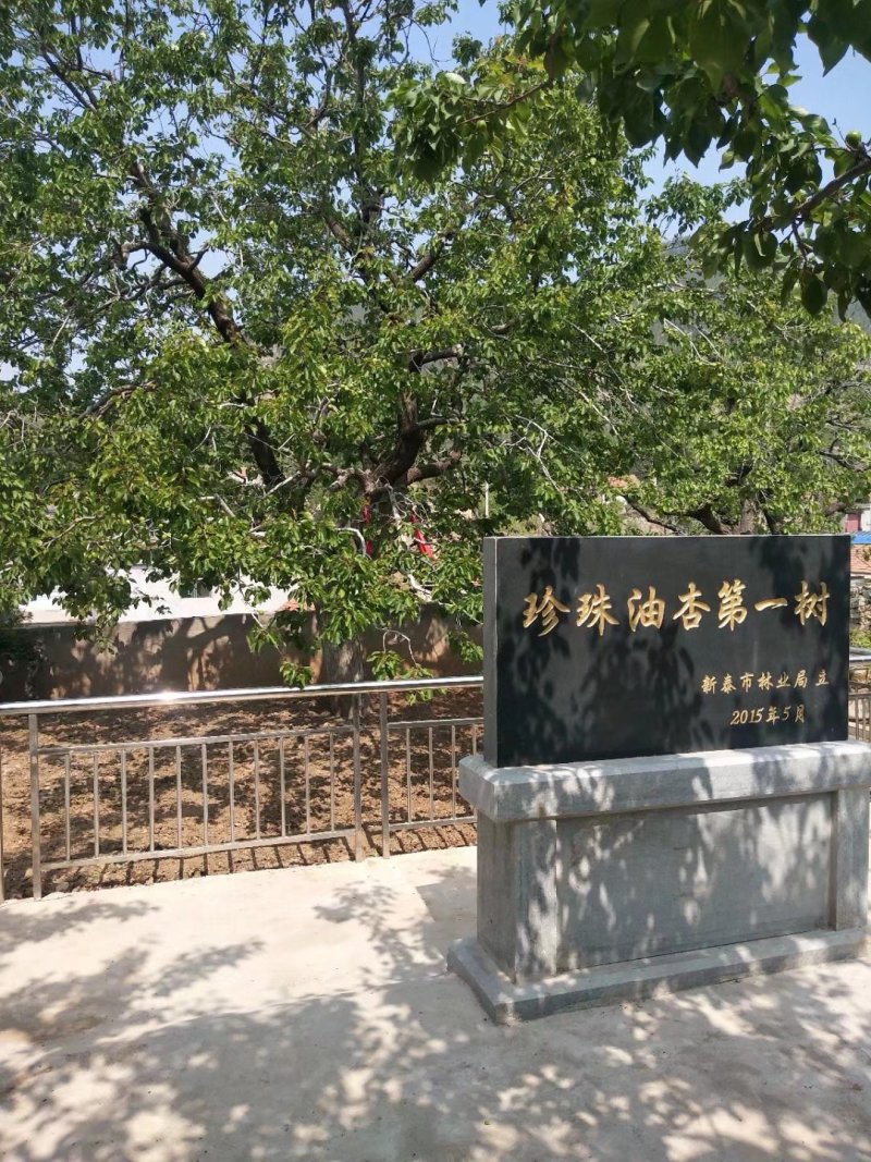 珍珠油杏，中国油杏发源地，品种保证，