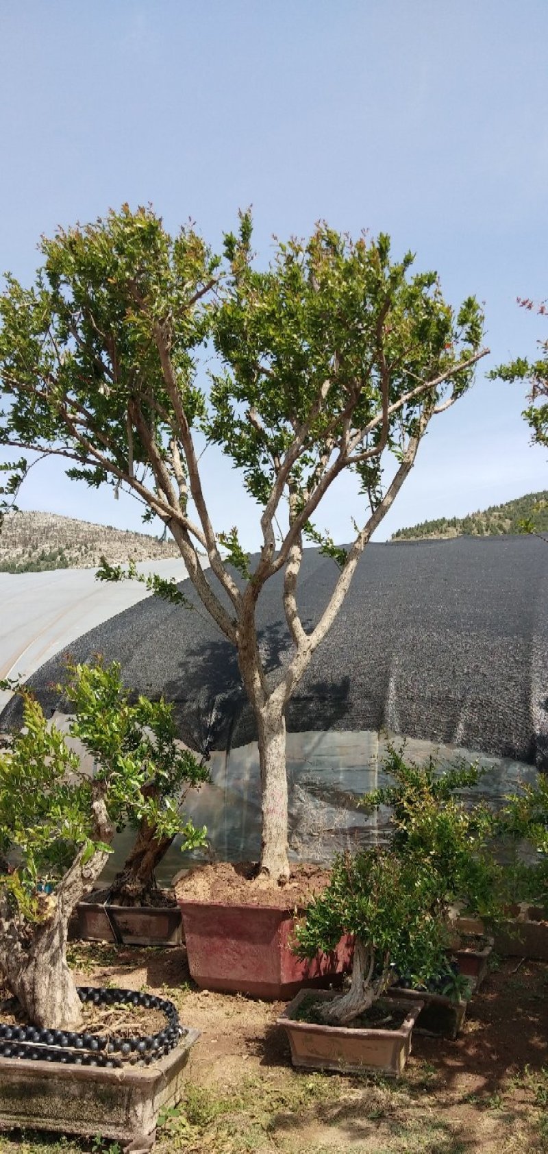 大规格石榴树